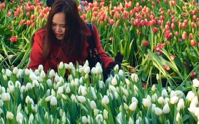 National Tulip Day 2017